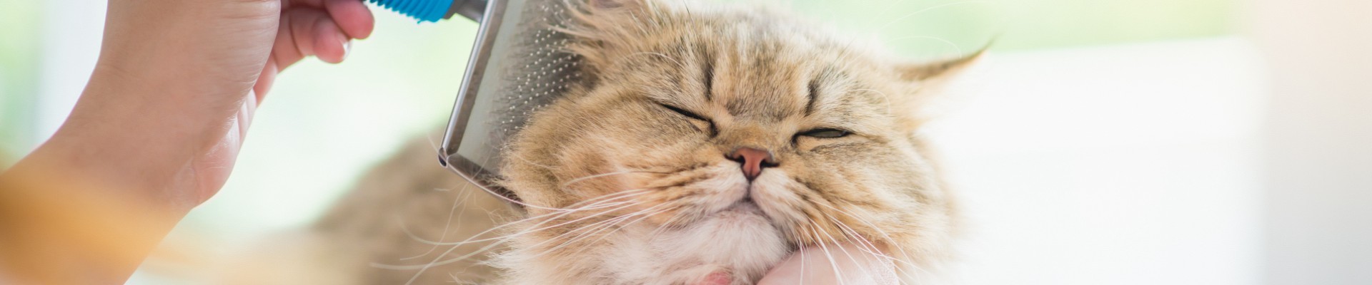 owner brushing cat fur banner