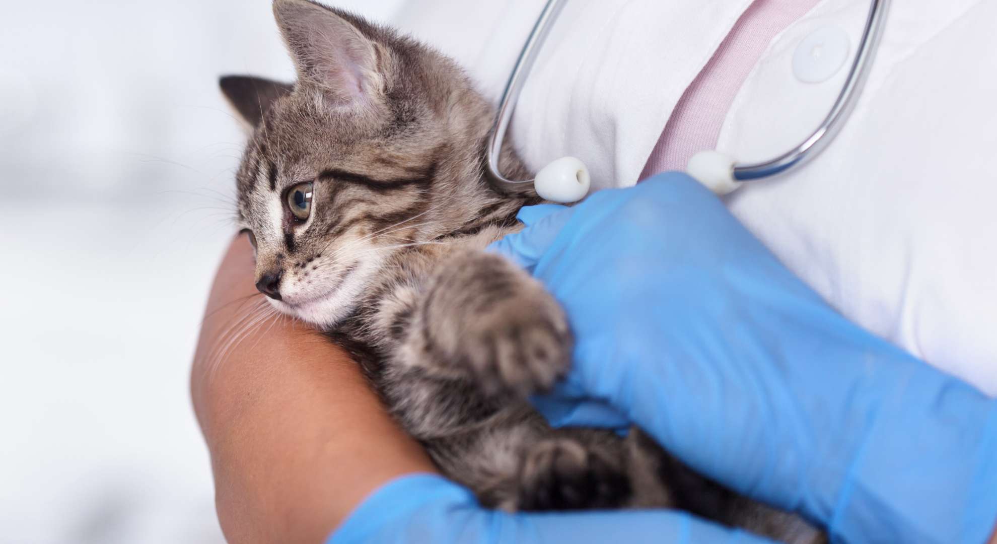 Healthy cat and kitten care guide