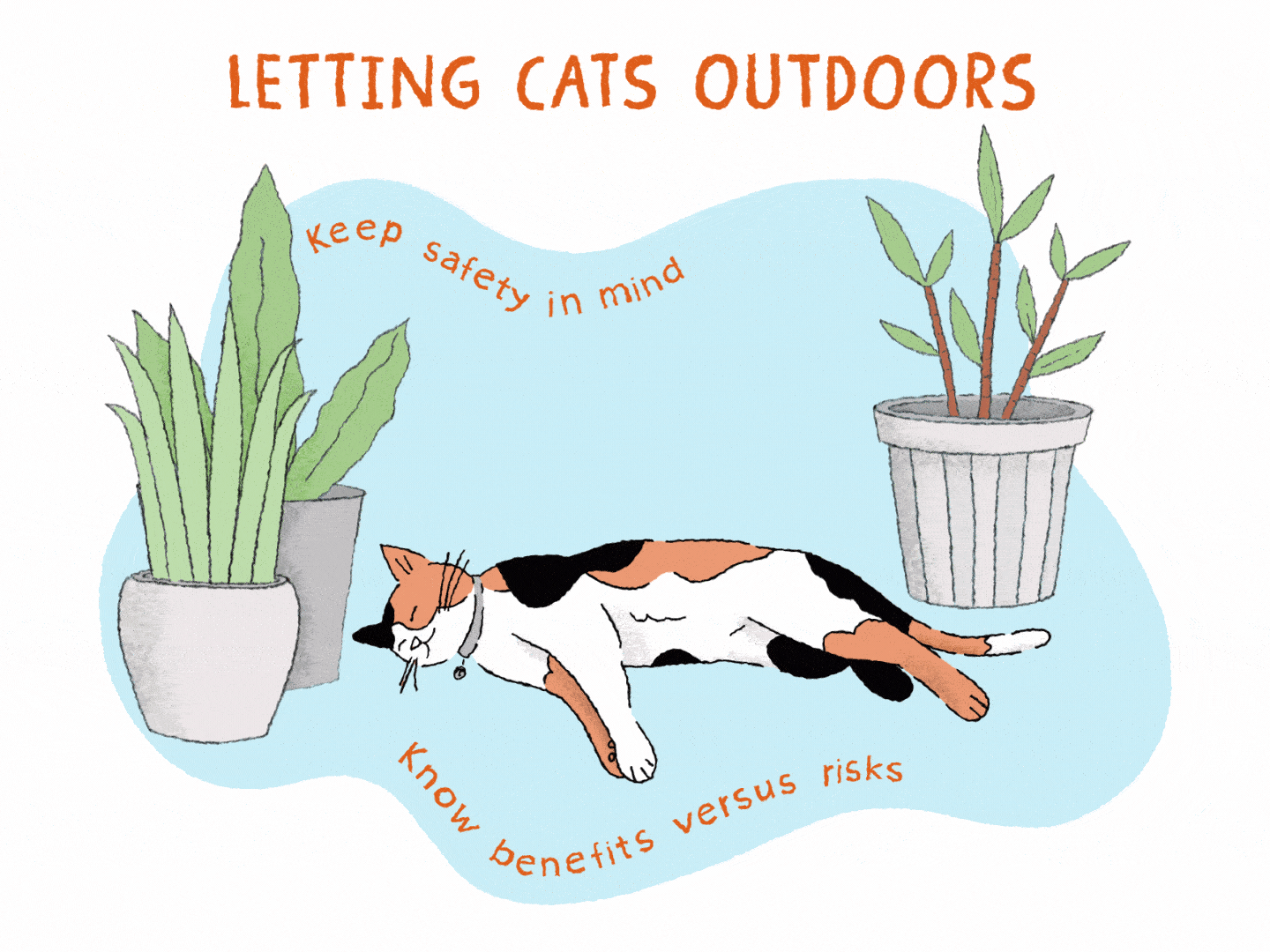 Indoor cat going outside best sale