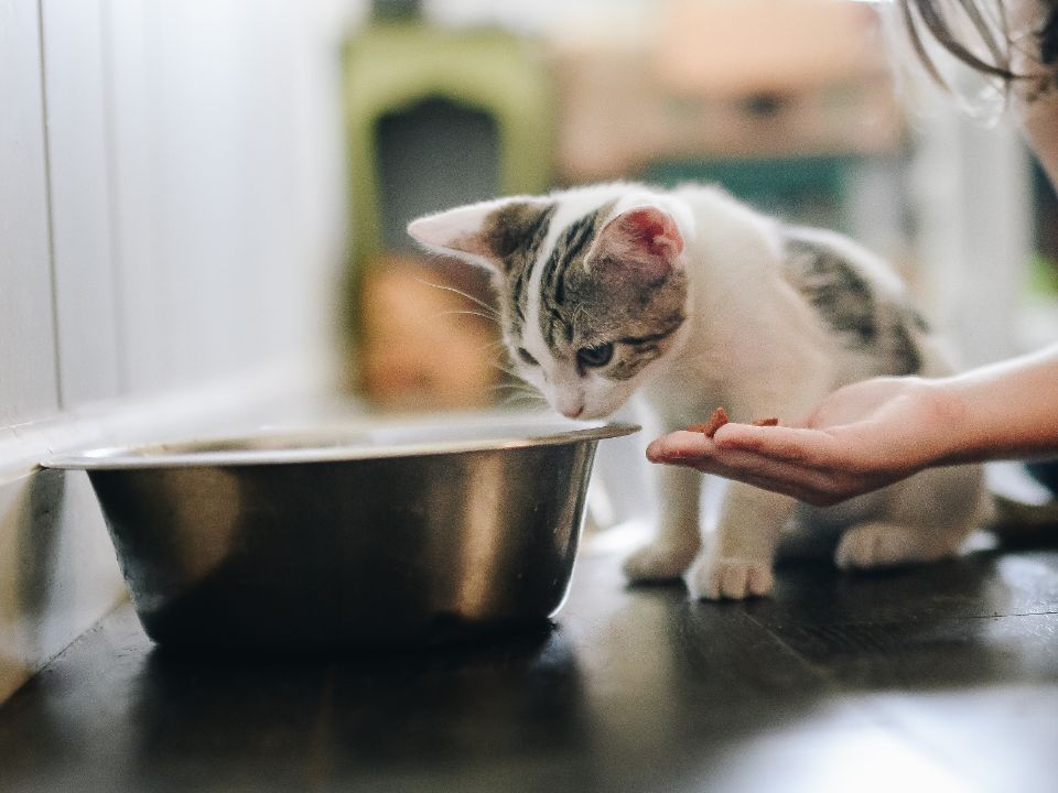 kitten sniffs food bowlß