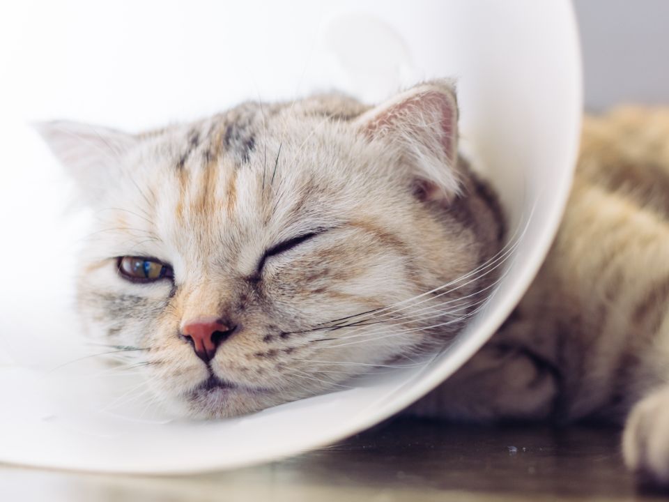 sad cat cone collar lying down