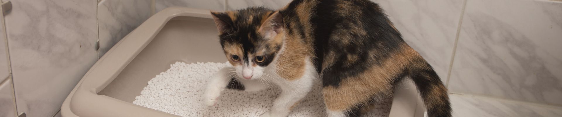 Cat scratching outside of litter box top
