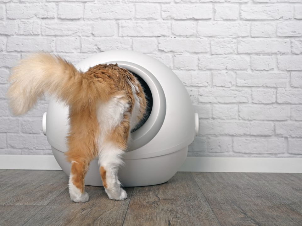 cat enters self cleaning litter box