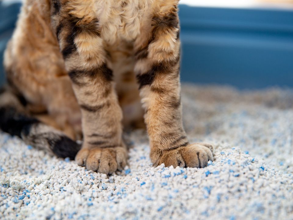 cat paws sit kitty litter