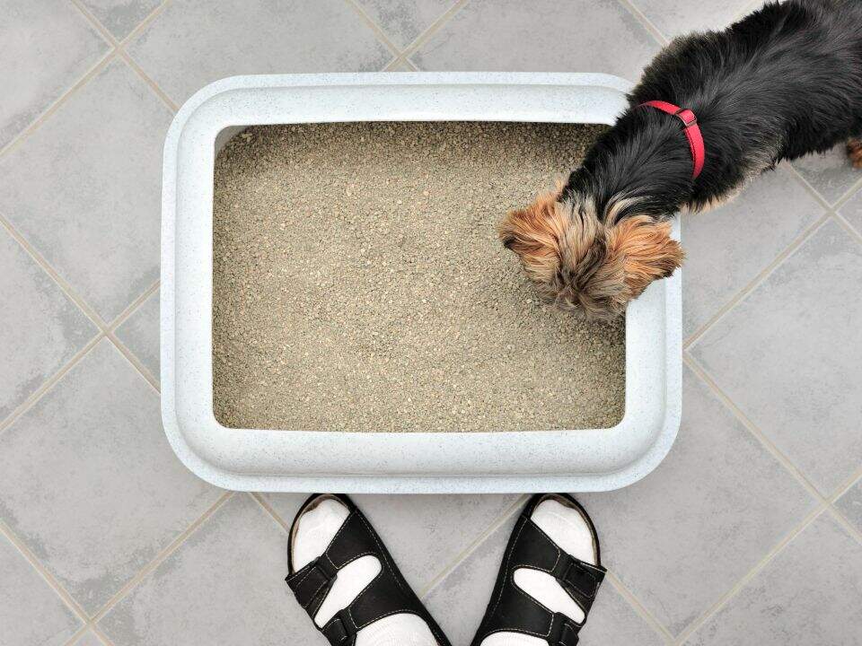 yorkie dog sniffs litter box