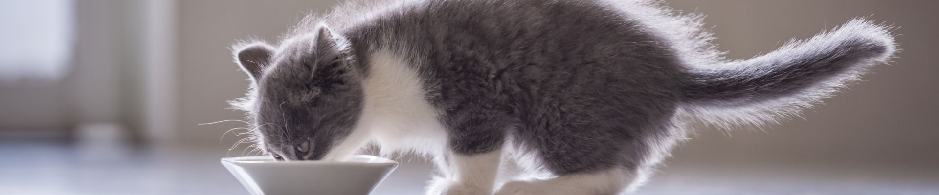 gray kitten eats white bowl banner