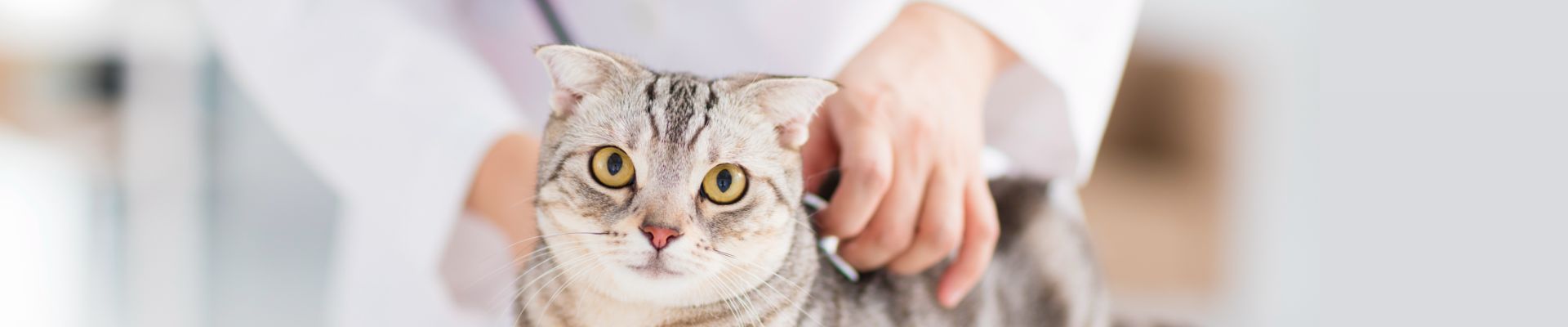 vet stethoscope gray cat