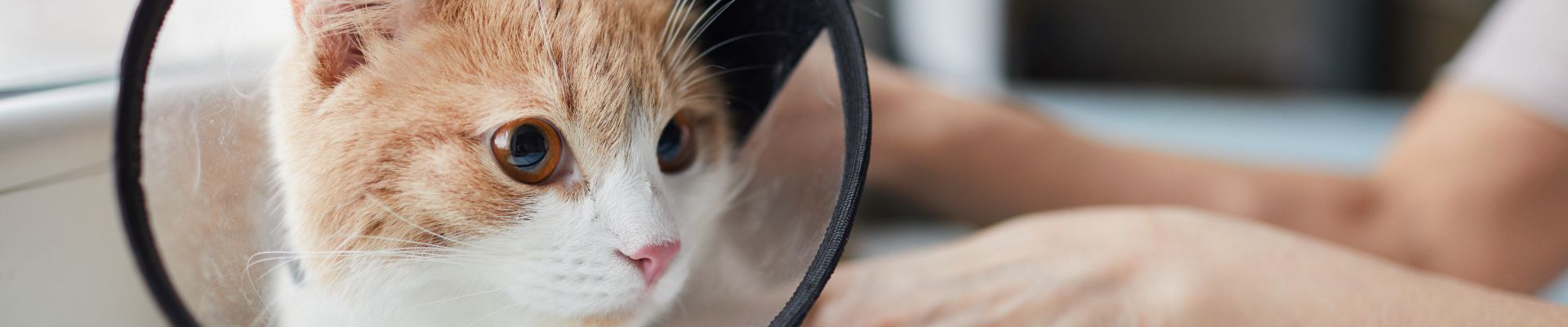 orange kitten wearing cone collar