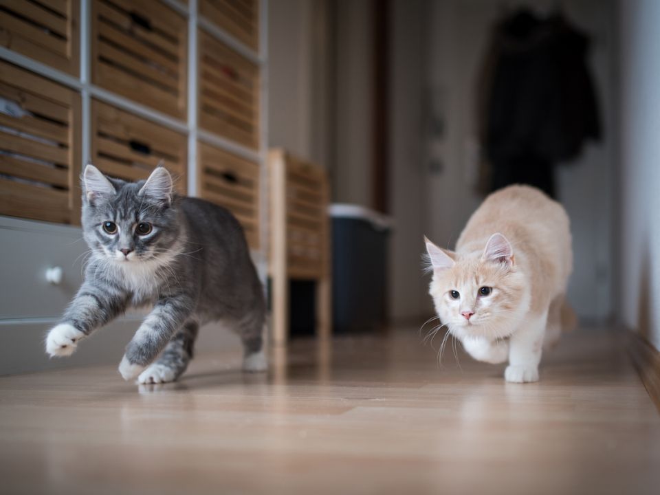 two cats run on wood floor