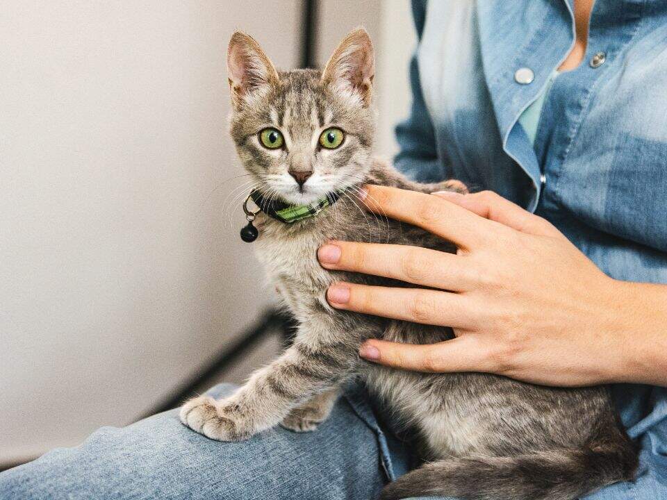 woman pets gray kitten lap