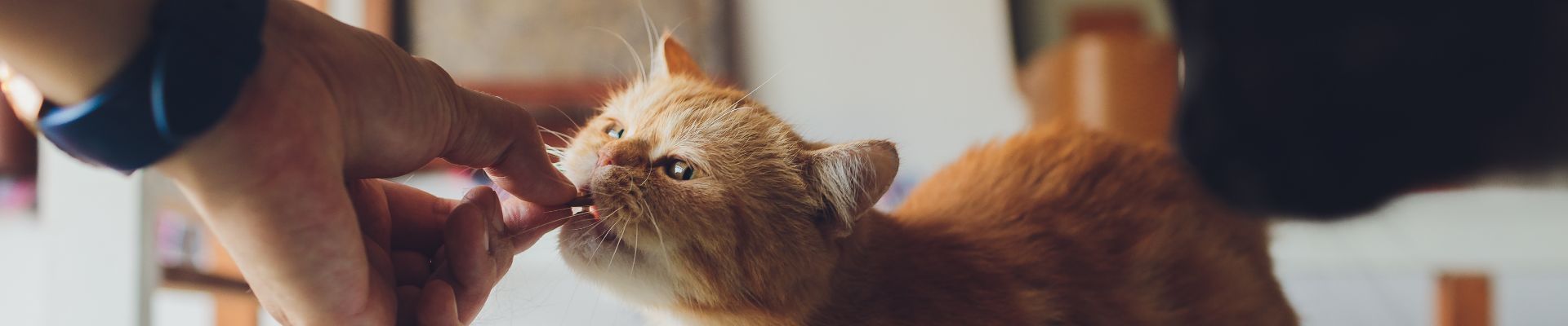 hand gives orange cat treat header