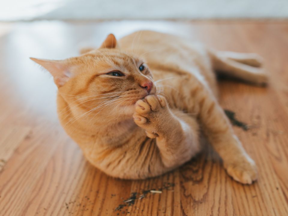 orange cat lying down licks paw