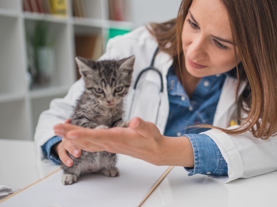 woman veterinarian checks gray kitten