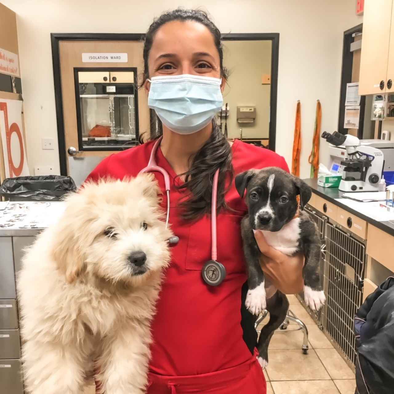 Staff member with two dogs