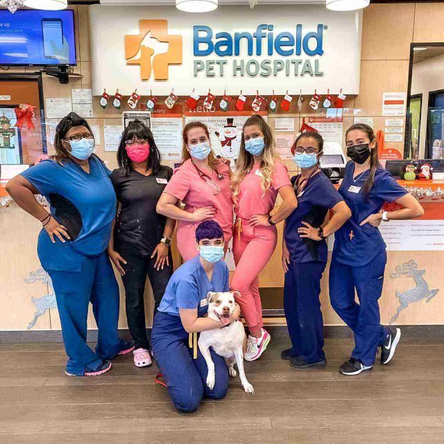 Staff members in the office with a dog