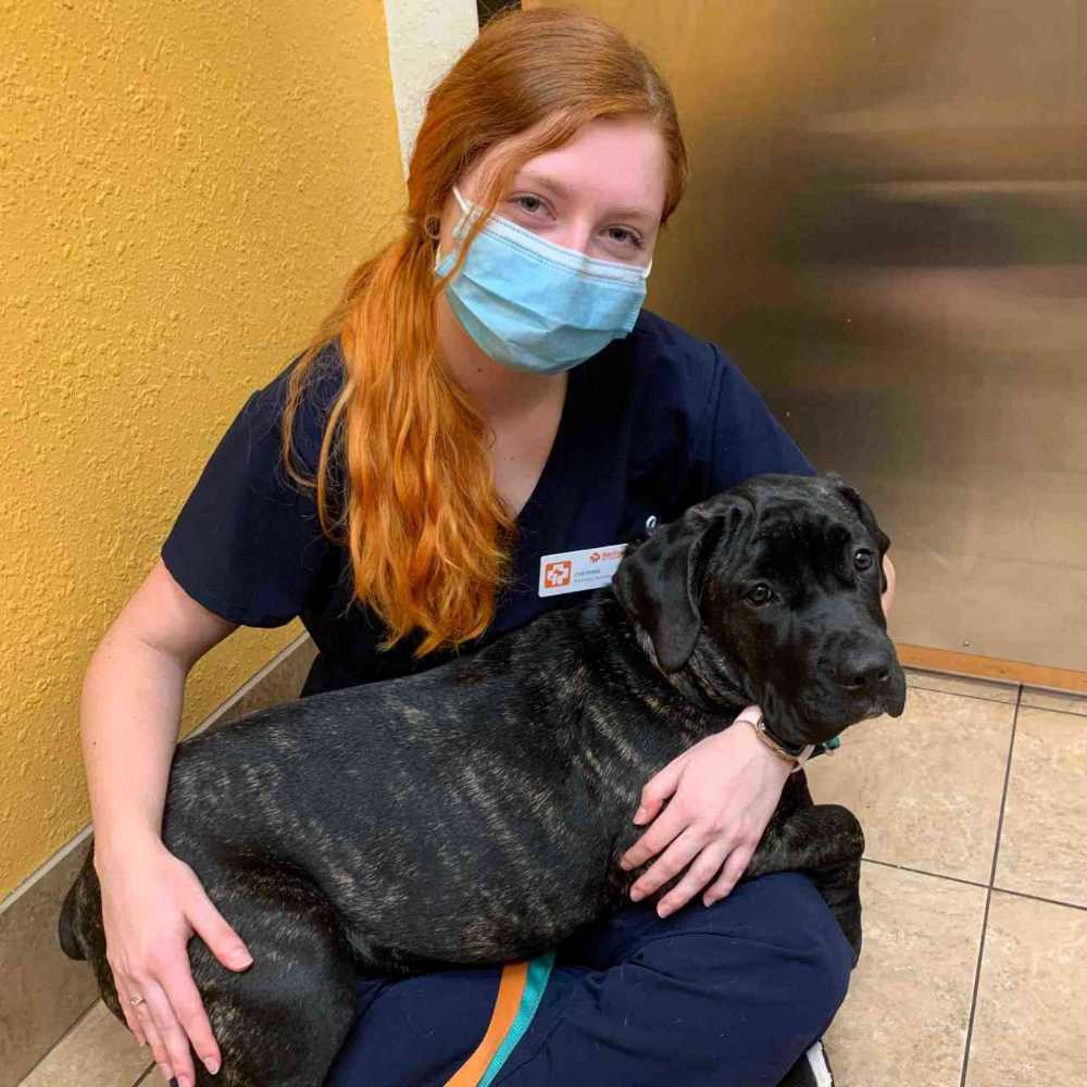 Profile picture of Cheyenne Shaffer, LVT, Credentialed Veterinary Technician