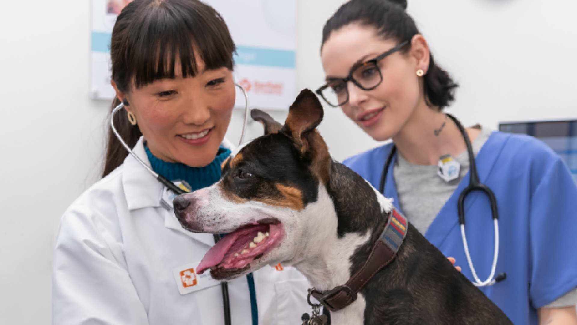 doctors checking dog at hospital