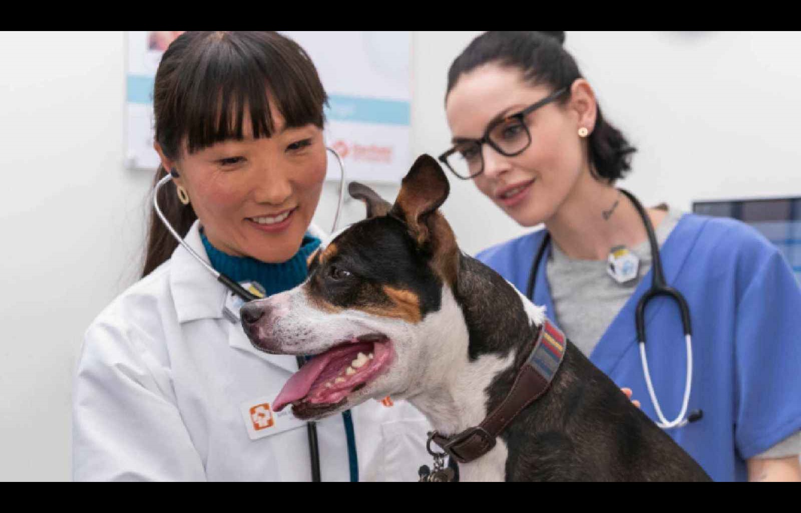 doctors checking dog at hospital