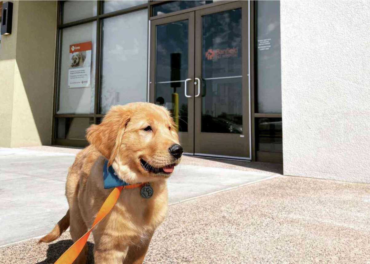 A dog walking outside the Banfield Pet Hospital