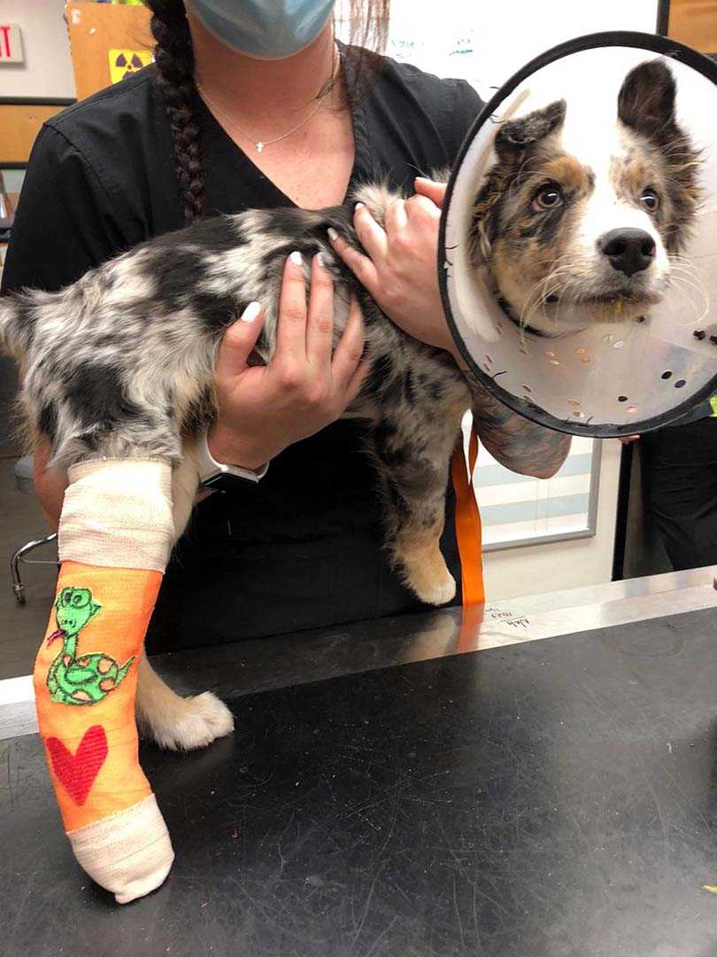 Veterinarians in Longmont, CO