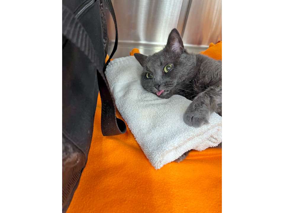 A cat laying on a pillow