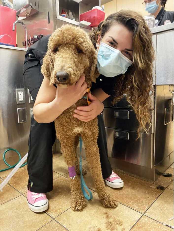 A young female veterinarian holding a dog at the Banfield Pet Hospital
