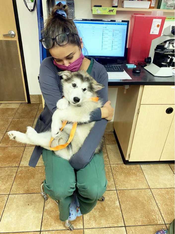 A young female associate holding a dog at the Banfield Pet Hospital