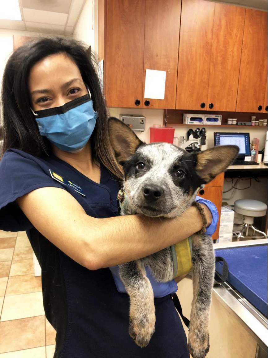 A female Banfield associate holding a dog at the Banfield Pet Hospital