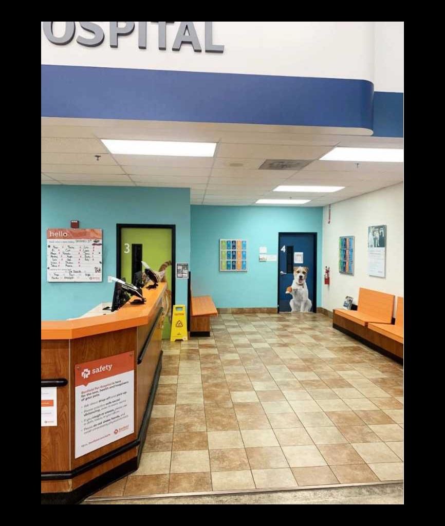 Veterinarians In Orlando S Banfield Pet Hospital