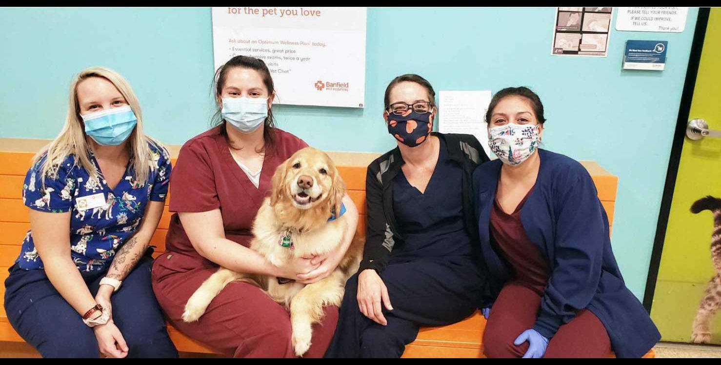 Banfield Pet Hospital Prices (Wellness Plan, Grooming + More)