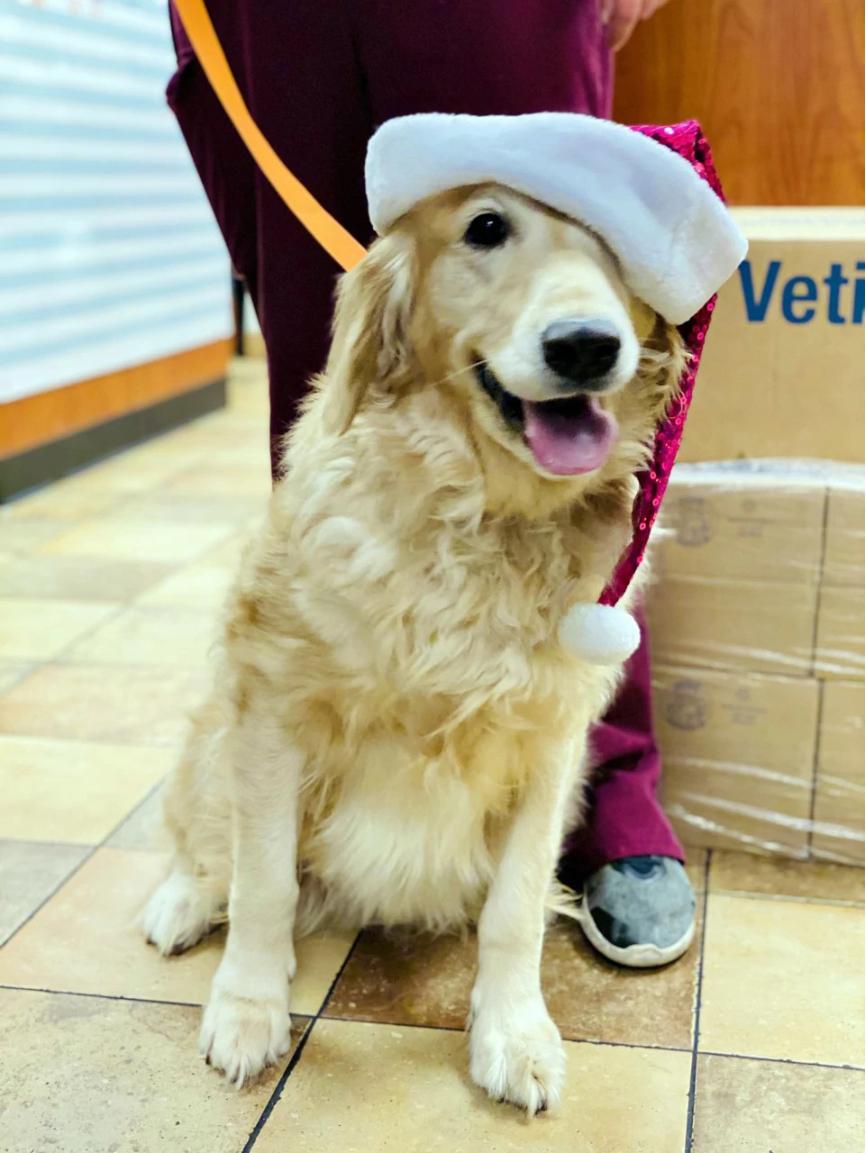 A dog wearing a Santa hat