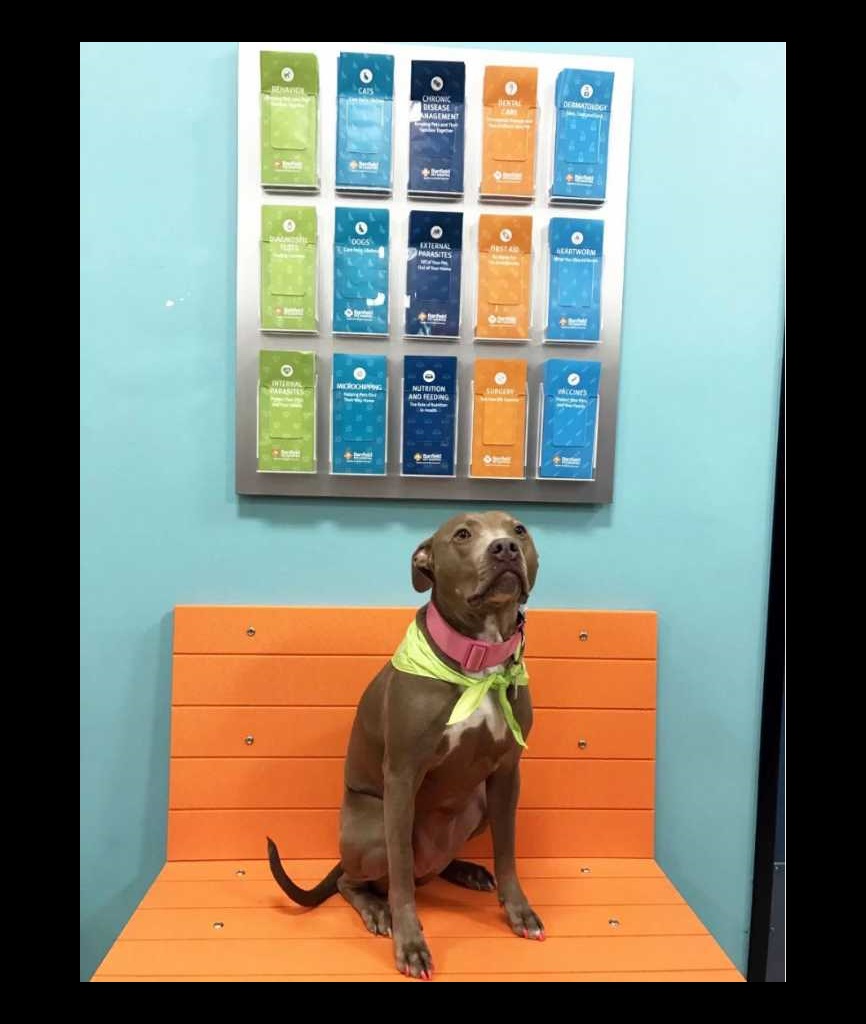 A dog wearing a bandana sitting on a bench at the Banfield Pet Hospital