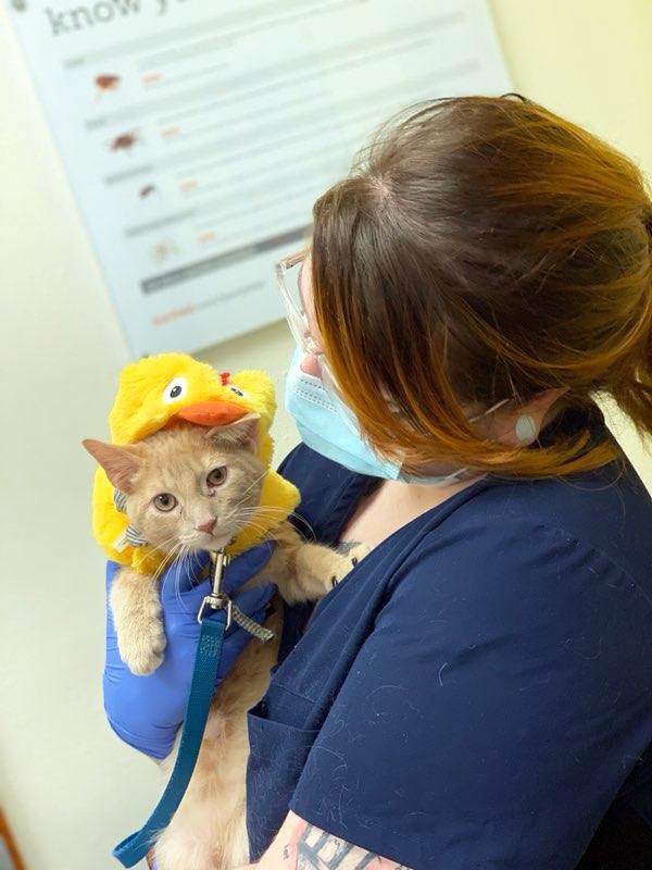 Vet To Pets Mobile Veterinary Services - Veterinarian In Savannah