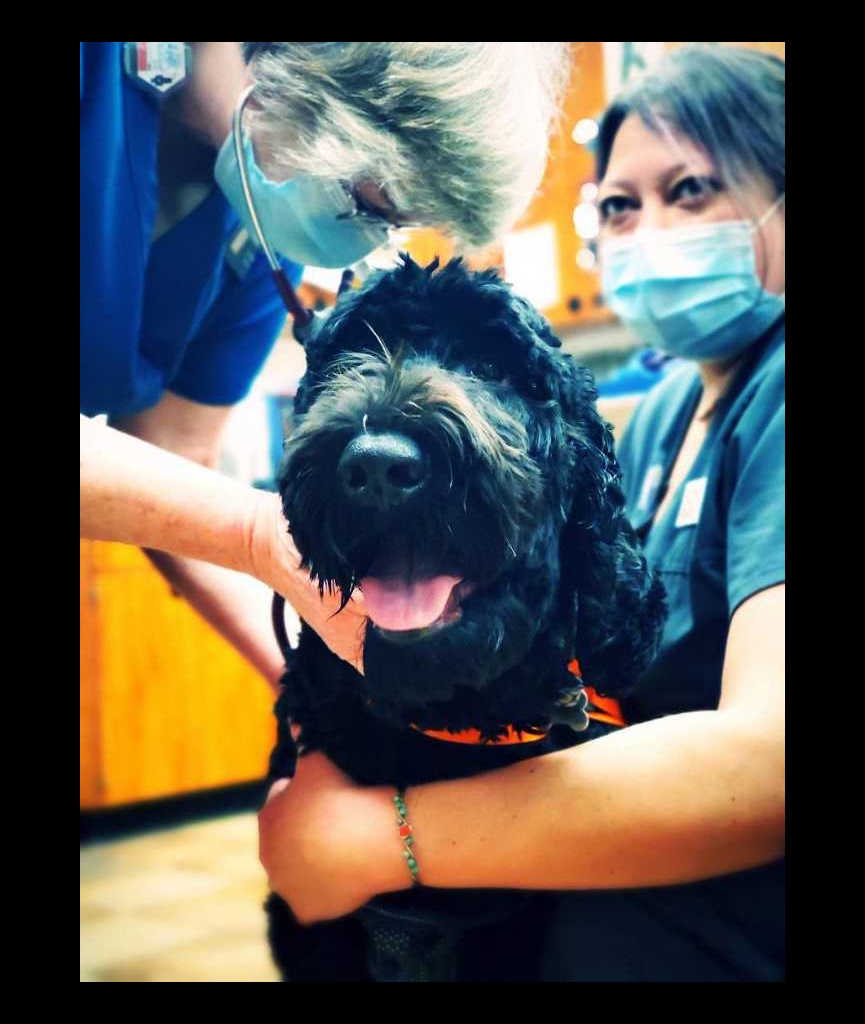 Banfield Pet Hospital Prices (Wellness Plan, Grooming + More)