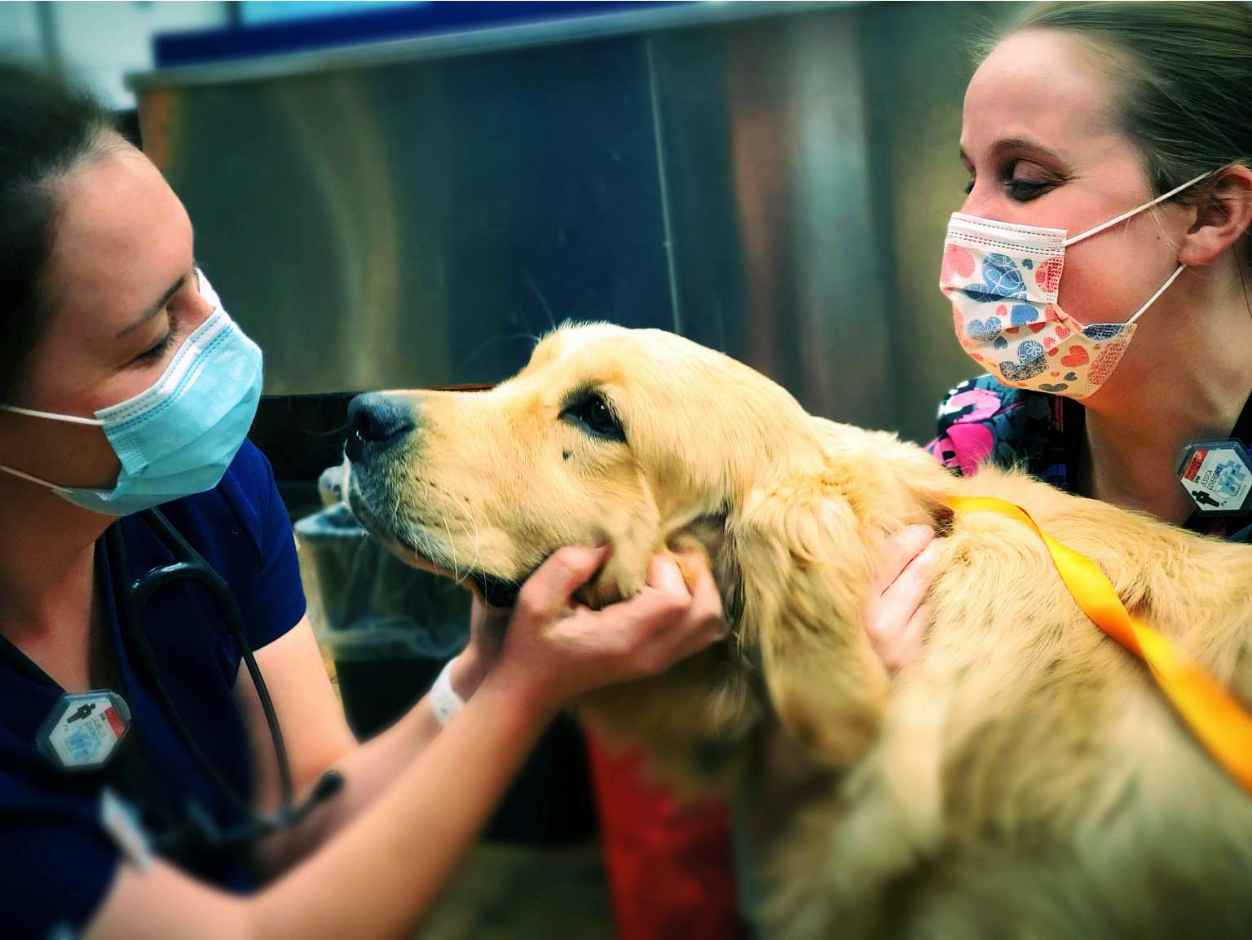 A couple of female associates petting a dog at the Banfield Pet Hospital