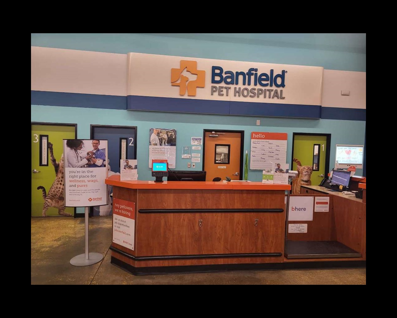 Banfield Pet Hospital Spay Cost