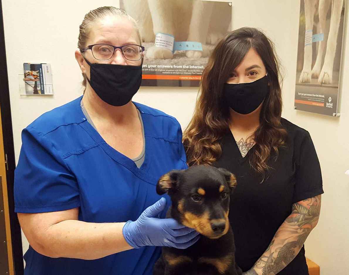 A couple veterinarians with a dog at the Banfield Pet Hospital