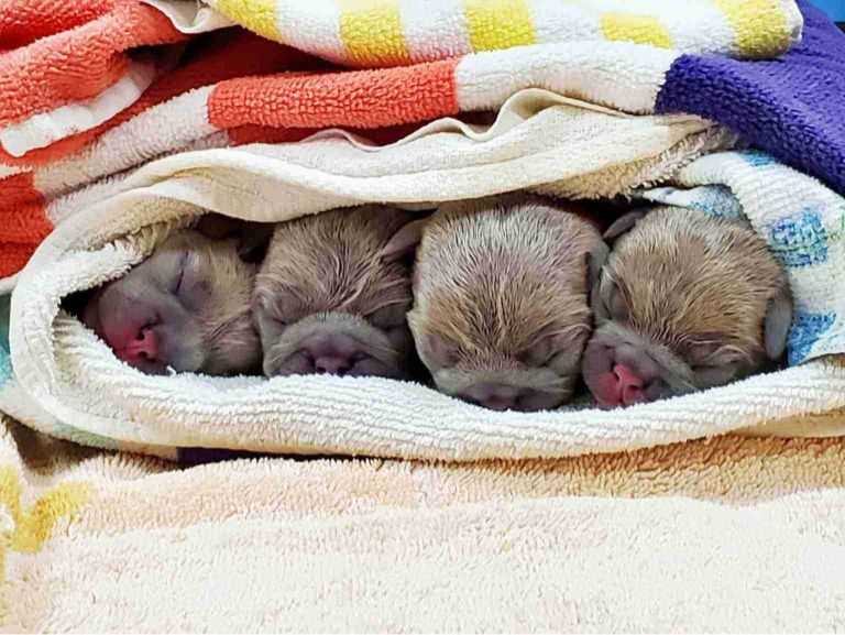 Four newborn puppies at the Banfield Pet Hospital, Yadkin Park, NC