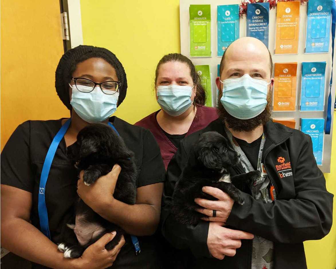 Three veterinarians and two black puppies at the Banfield Pet Hospital