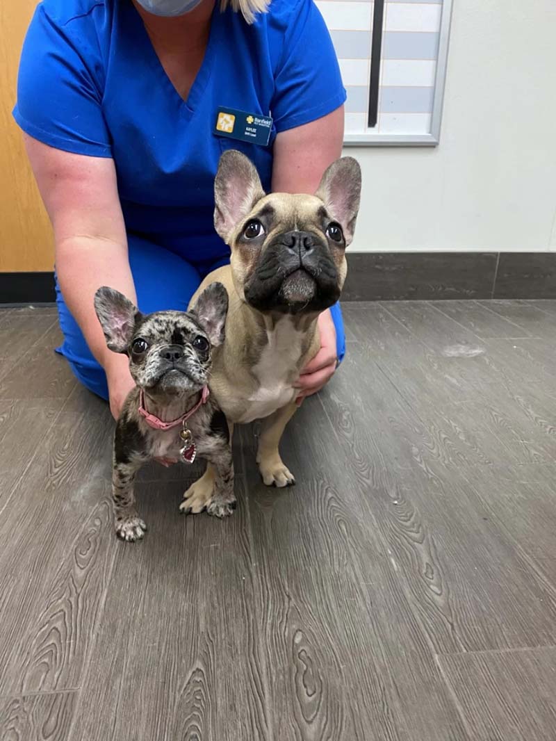 A veterinarian holding a couple of dogs at the Banfield Pet Hospital, Rockwall, TX