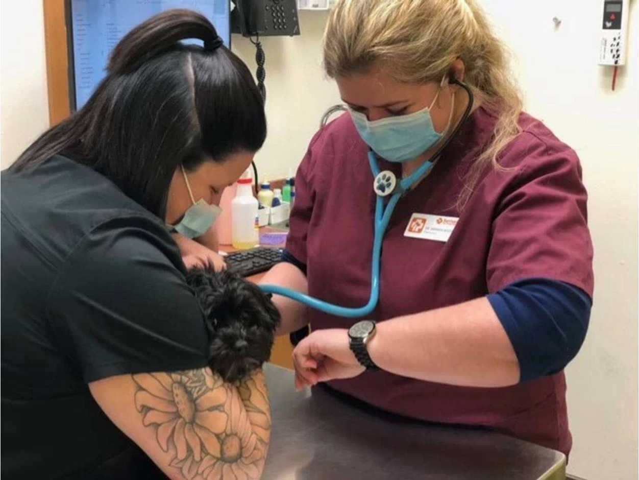 A couple of female veterinarians examining a black dog at the Banfield Pet Hospital