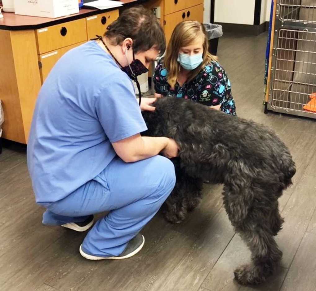 A couple of associates checking a black dog at the Banfield Pet Hospital
