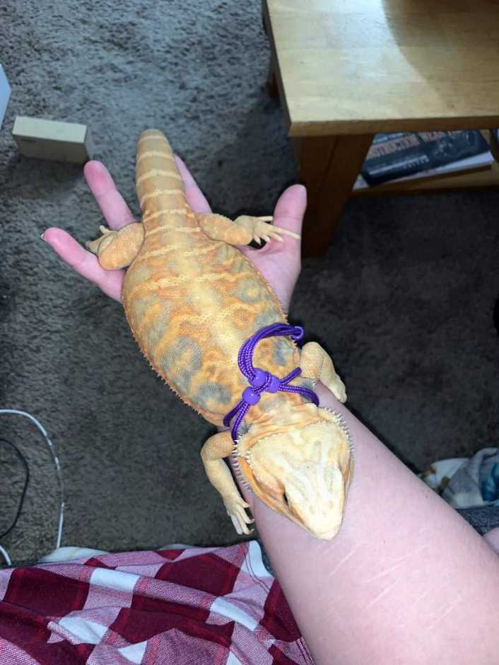A pet lizard sitting on its owner hand