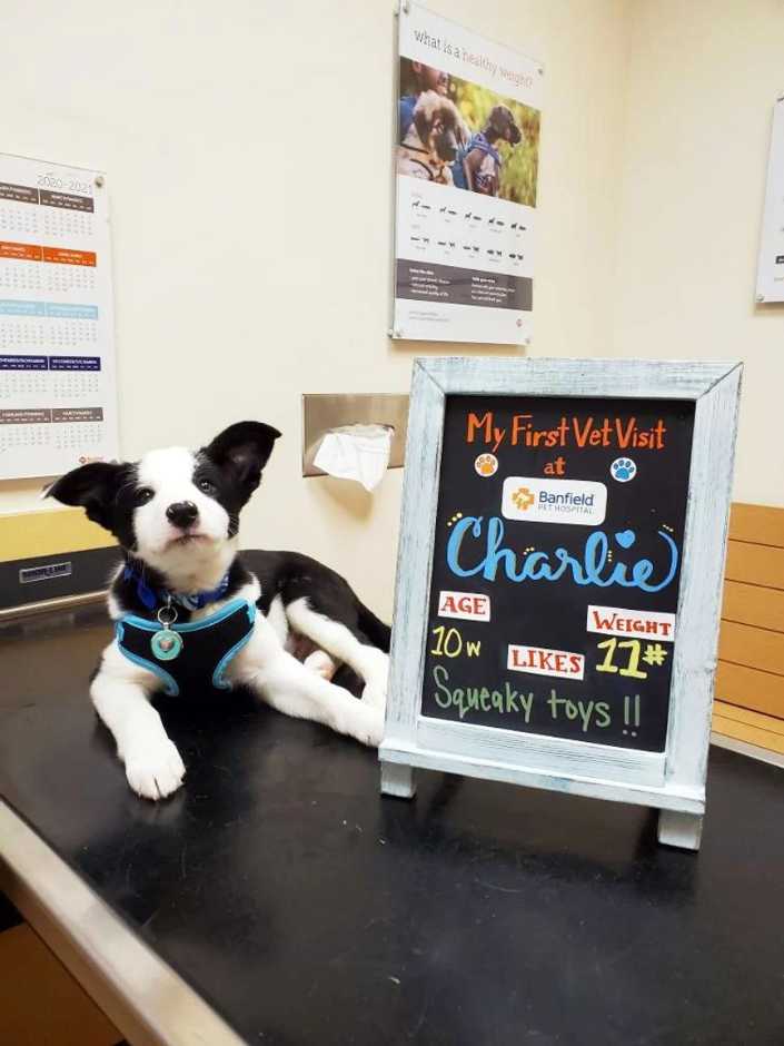 A small dog sitting next a placard at the Banfield Pet Hospital