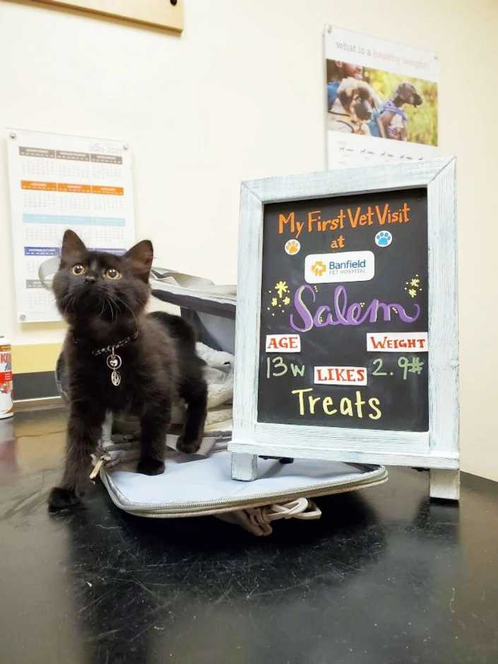 A black cat standing next a placard at the Banfield Pet Hospital
