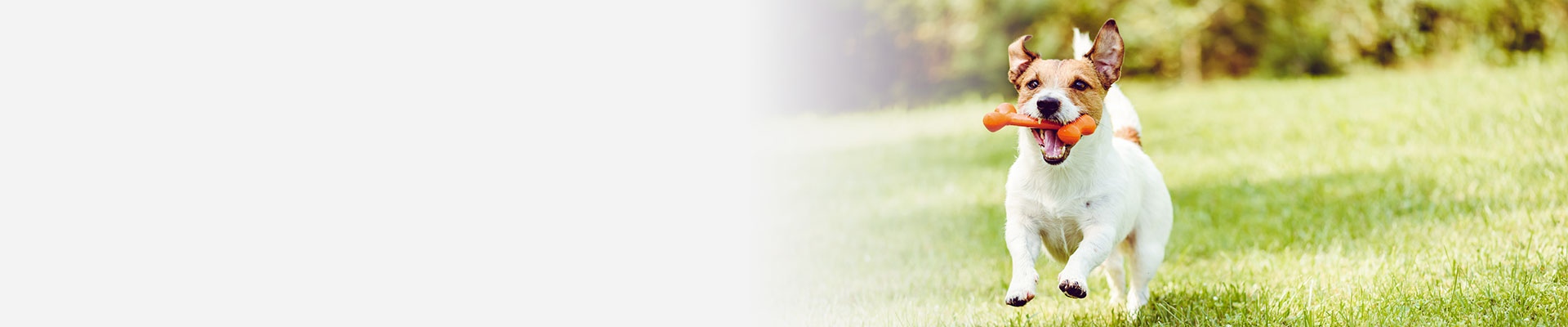 Dog playing in ground
