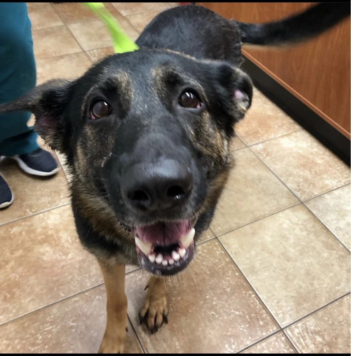 Harley - Banfield Pet hospital Covington, LA