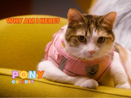 why i am here cat after party