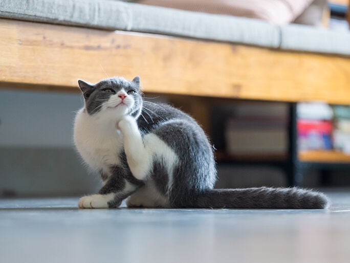A grey cat scratching their chin
