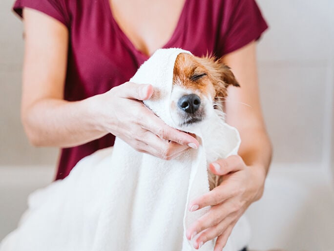 A small dog getting dried off with a towel